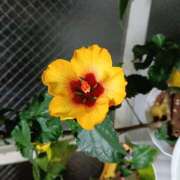 ヒメ日記 2025/11/17 09:45 投稿 黄ピクミン しゅうかつ倶楽部