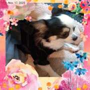 ヒメ日記 2025/11/17 21:51 投稿 黄ピクミン しゅうかつ倶楽部