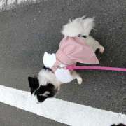 ヒメ日記 2025/11/24 07:47 投稿 黄ピクミン しゅうかつ倶楽部