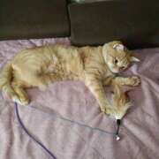 黄ピクミン 出勤してます😊 しゅうかつ倶楽部