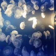 ここな 明日 水戸デブ専肉だんご＆人妻浮気現場