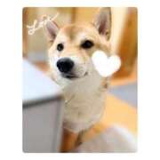 ヒメ日記 2025/12/14 18:25 投稿 りろ 尼妻（あまづま）