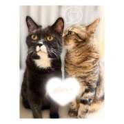 ヒメ日記 2026/01/18 18:22 投稿 りろ 尼妻（あまづま）