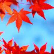 ヒメ日記 2025/11/18 06:50 投稿 さとみ某有名店出身 ラヴァーズ