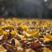 さとみ某有名店出身 寒波到来。もう12月だもんね ラヴァーズ