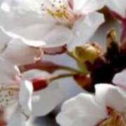 ヒメ日記 2026/03/20 08:36 投稿 さとみ某有名店出身 ラヴァーズ