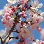 ヒメ日記 2026/04/01 08:51 投稿 さとみ某有名店出身 ラヴァーズ