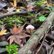 ヒメ日記 2025/11/01 13:27 投稿 なな 恋色ぱれっと 北大阪店