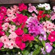 一色 柚葉 好きなこと🌷 CASA BIANCA（カーサ・ビアンカ）