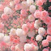 ヒメ日記 2025/07/23 18:20 投稿 ひより すごいエステ仙台店