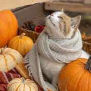 小山内みう 11月出勤日のお知らせ🎃📢 五反田マーマレード(ユメオト)