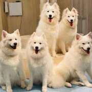 ヒメ日記 2025/11/06 12:02 投稿 ゆう ぷるるん小町日本橋店