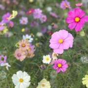 ヒメ日記 2025/11/30 08:02 投稿 ゆう ぷるるん小町日本橋店