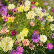 ヒメ日記 2025/11/30 23:30 投稿 ゆう ぷるるん小町日本橋店