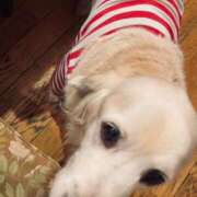 ヒメ日記 2026/01/18 06:15 投稿 ゆう ぷるるん小町日本橋店