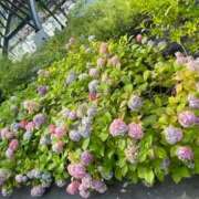 ヒメ日記 2026/06/14 07:43 投稿 ゆう ぷるるん小町日本橋店