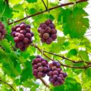 ゆう 出勤します🌞 尼妻（あまづま）