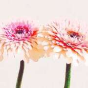 ヒメ日記 2025/08/26 09:04 投稿 ゆりあ 熟女の風俗最終章 仙台店