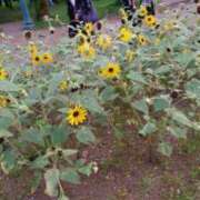 ヒメ日記 2025/08/07 12:11 投稿 ひまわり 熟女の風俗最終章 西川口店