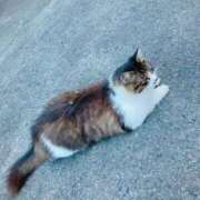 ヒメ日記 2026/01/25 16:50 投稿 らむ One More 奥様 鶯谷店