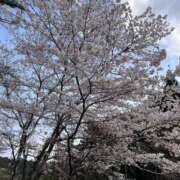 ヒメ日記 2026/03/30 14:06 投稿 ゆみ 埼玉熊谷ちゃんこ