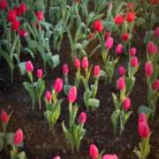 ヒメ日記 2026/04/12 15:11 投稿 ちなつ 佐賀人妻デリヘル 「デリ夫人」