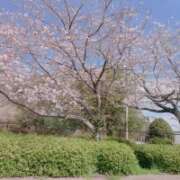 ヒメ日記 2026/04/14 17:10 投稿 ちなつ 佐賀人妻デリヘル 「デリ夫人」