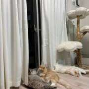 なこ 🐱 JAPAN CLUB BUNNY LOUNGE