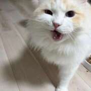 ヒメ日記 2026/06/13 16:09 投稿 なこ JAPAN CLUB BUNNY LOUNGE