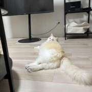 ヒメ日記 2026/06/14 12:16 投稿 なこ JAPAN CLUB BUNNY LOUNGE