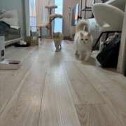 なこ ^._.^ JAPAN CLUB BUNNY LOUNGE