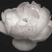 ヒメ日記 2025/07/20 22:15 投稿 松坂しょうこ セカンドパートナー