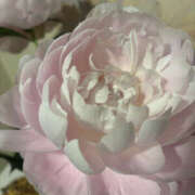 ヒメ日記 2026/01/19 12:10 投稿 松坂しょうこ セカンドパートナー