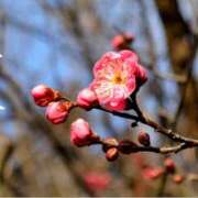 ヒメ日記 2026/02/04 07:49 投稿 田中 MadameRest(マダムレスト)