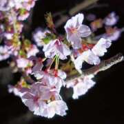 ヒメ日記 2026/03/30 05:11 投稿 田中 MadameRest(マダムレスト)