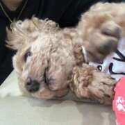 ヒメ日記 2026/07/11 06:39 投稿 田中 MadameRest(マダムレスト)
