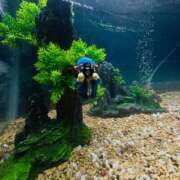 ヒメ日記 2025/07/29 09:00 投稿 てん 愛姫～ラブひめ～