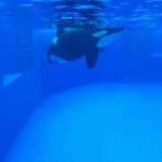 ヒメ日記 2025/07/31 20:24 投稿 てん 愛姫～ラブひめ～