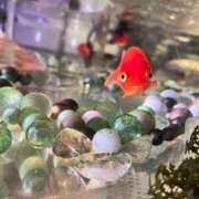 てん おはようございます☀️ 愛姫～ラブひめ～