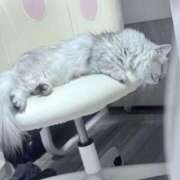 ヒメ日記 2025/07/28 16:00 投稿 シュリ Garter Princess＆Mrs（ガータープリンセス＆ミセス）