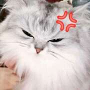 ヒメ日記 2025/11/01 14:01 投稿 シュリ Garter Princess＆Mrs（ガータープリンセス＆ミセス）