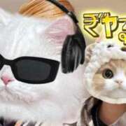 ヒメ日記 2025/11/06 09:00 投稿 シュリ Garter Princess＆Mrs（ガータープリンセス＆ミセス）