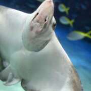 ヒメ日記 2025/07/28 12:00 投稿 ほたる プールサイド