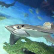 ヒメ日記 2025/07/29 12:00 投稿 ほたる プールサイド