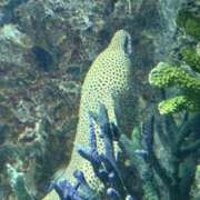 ヒメ日記 2025/07/30 12:00 投稿 ほたる プールサイド