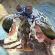 ヒメ日記 2025/08/01 12:00 投稿 ほたる プールサイド