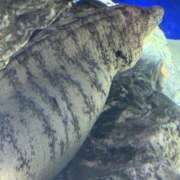 ヒメ日記 2025/08/02 12:00 投稿 ほたる プールサイド