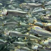 ヒメ日記 2025/08/03 12:00 投稿 ほたる プールサイド