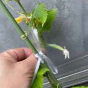 ヒメ日記 2025/08/10 14:20 投稿 堂本ひかる 五十路マダム姫路店