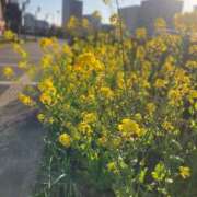 ヒメ日記 2026/03/21 14:35 投稿 あいな Ange Spa(アンジュスパ)